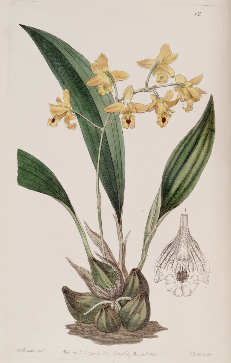 Bifrenaria vitellina (jako syn. Maxillaria vitellina) od Miss Drake