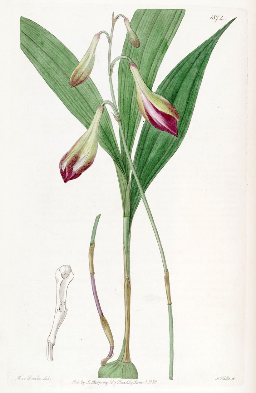 Bletia purpurata (jako syn. Crybe rosea) od Miss Drake