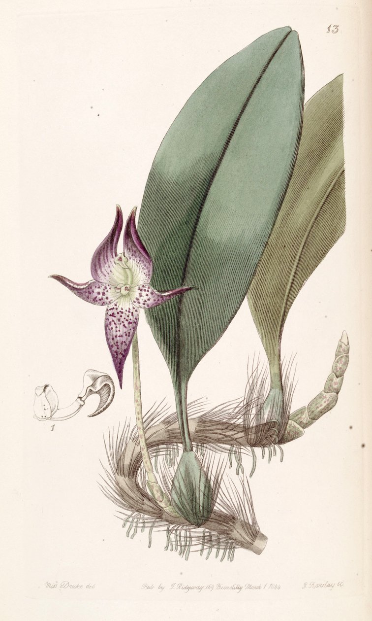 Bulbophyllum macranthum (špalda Bolbophyllum macranthum) od Miss Drake