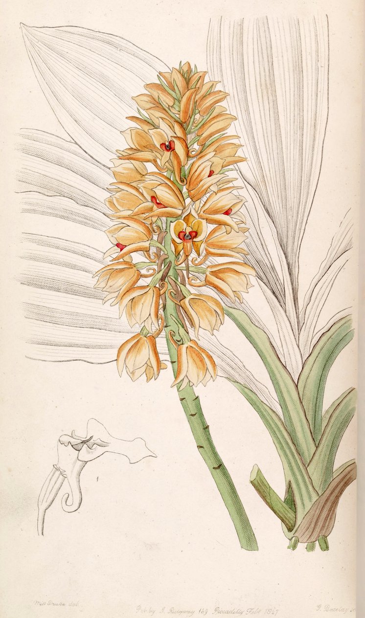 Calanthe pulchra (jako syn. Calanthe curculigoides) od Miss Drake