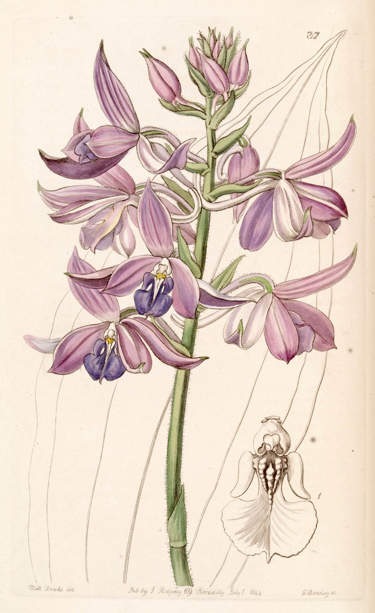 Calanthe sylvatica (jako syn. Calanthe masuca) od Miss Drake