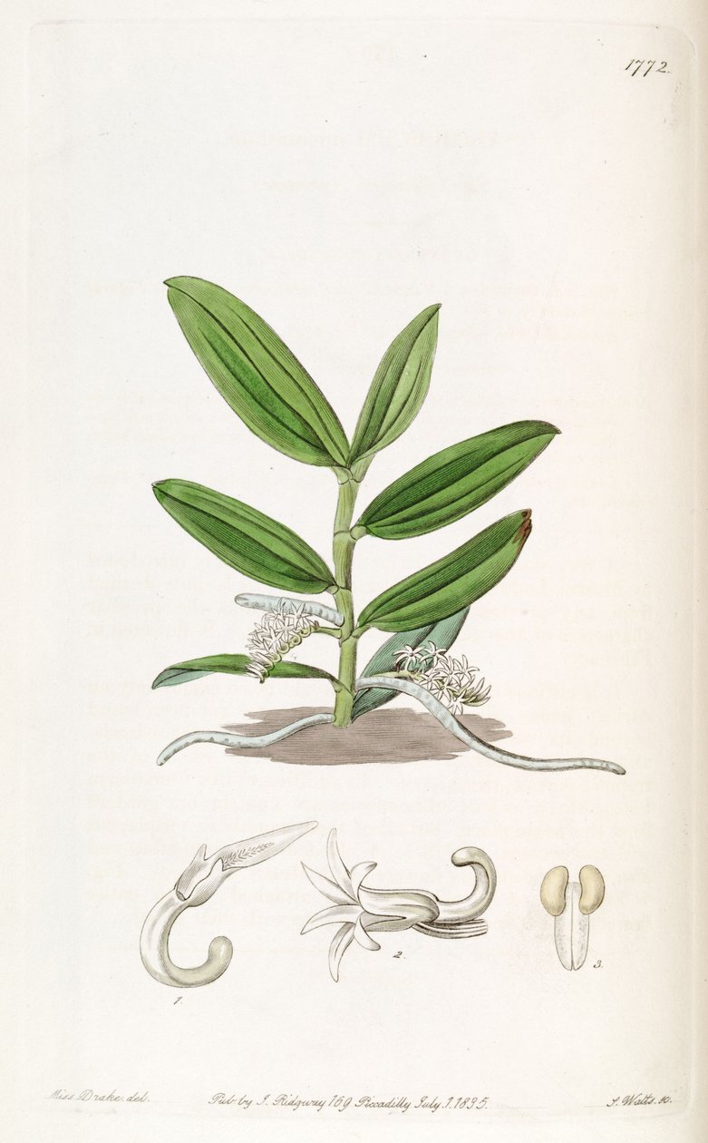 Campylocentrum micranthum (jako syn. Angraecum micranthum) od Miss Drake