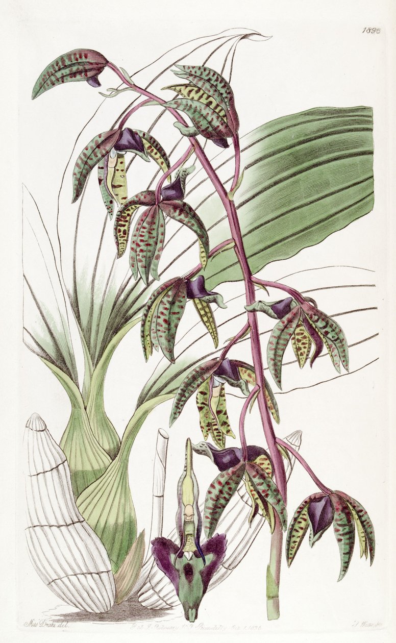 Catasetum deltoideum (jako syn. Myanthus deltoideus) od Miss Drake