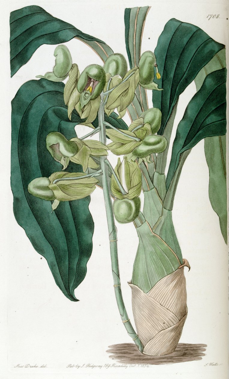 Catasetum pure (jako syn. Catasetum semiapertum) od Miss Drake