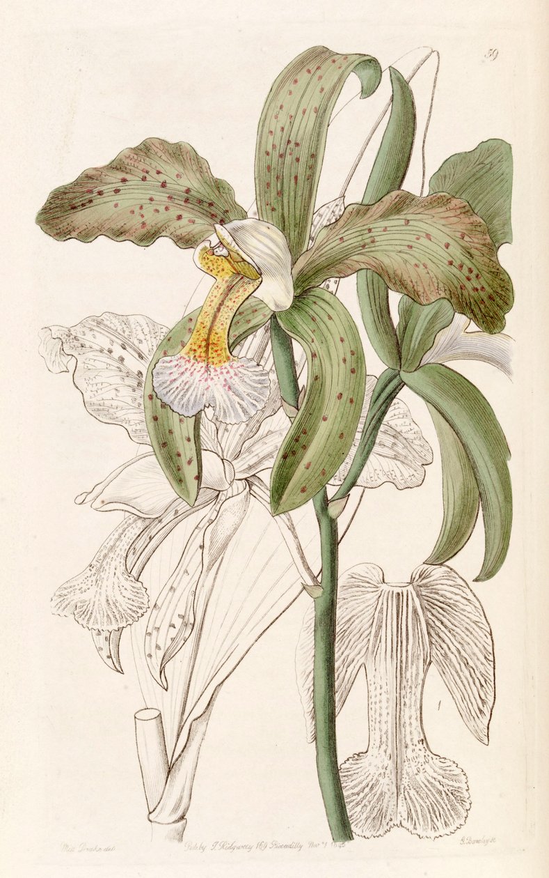 Cattleya granulosa (jako syn. Cattleya granulosa var. Russelliana) od Miss Drake