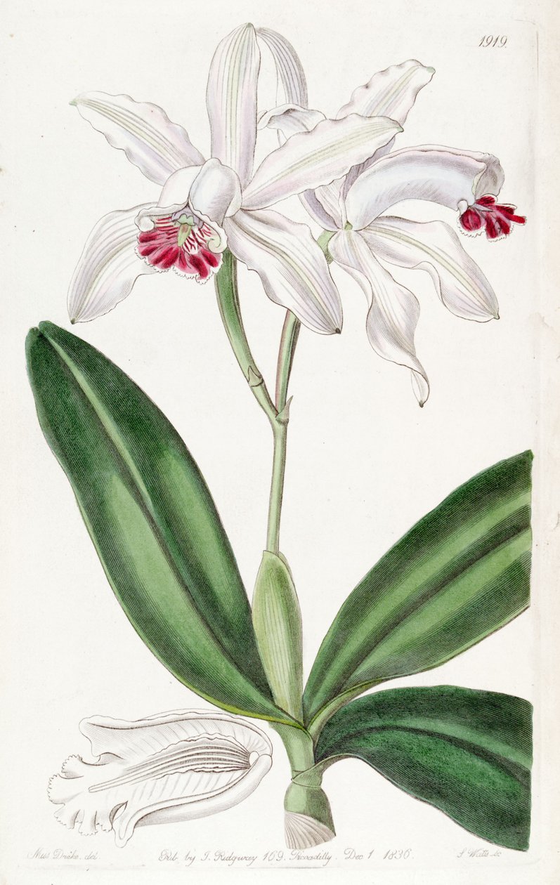 Cattleya intermedia (jako syn. Cattleya intermedia var. Pallida) od Miss Drake