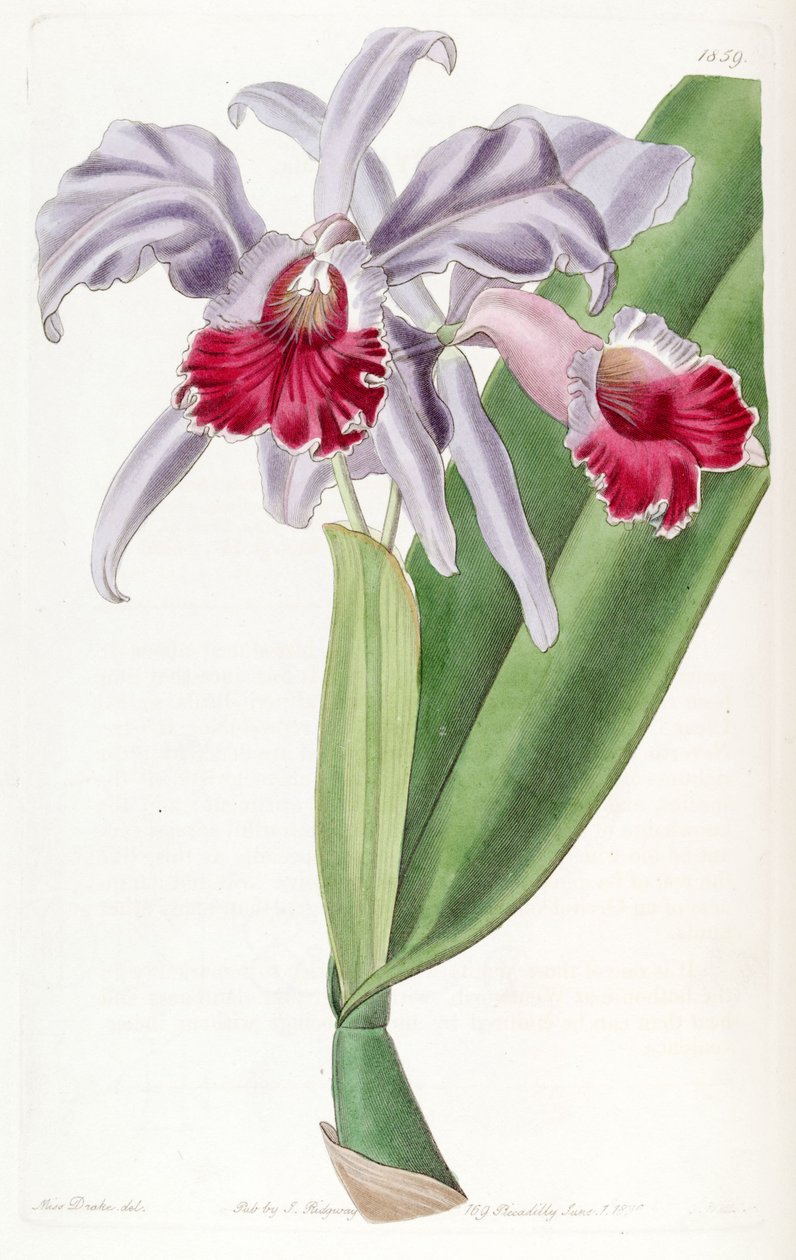 Cattleya labiata od Miss Drake