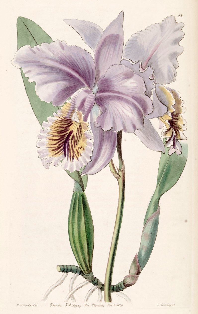 Cattleya mossiae (jako syn. Cattleya labiata var. Mossiae) od Miss Drake