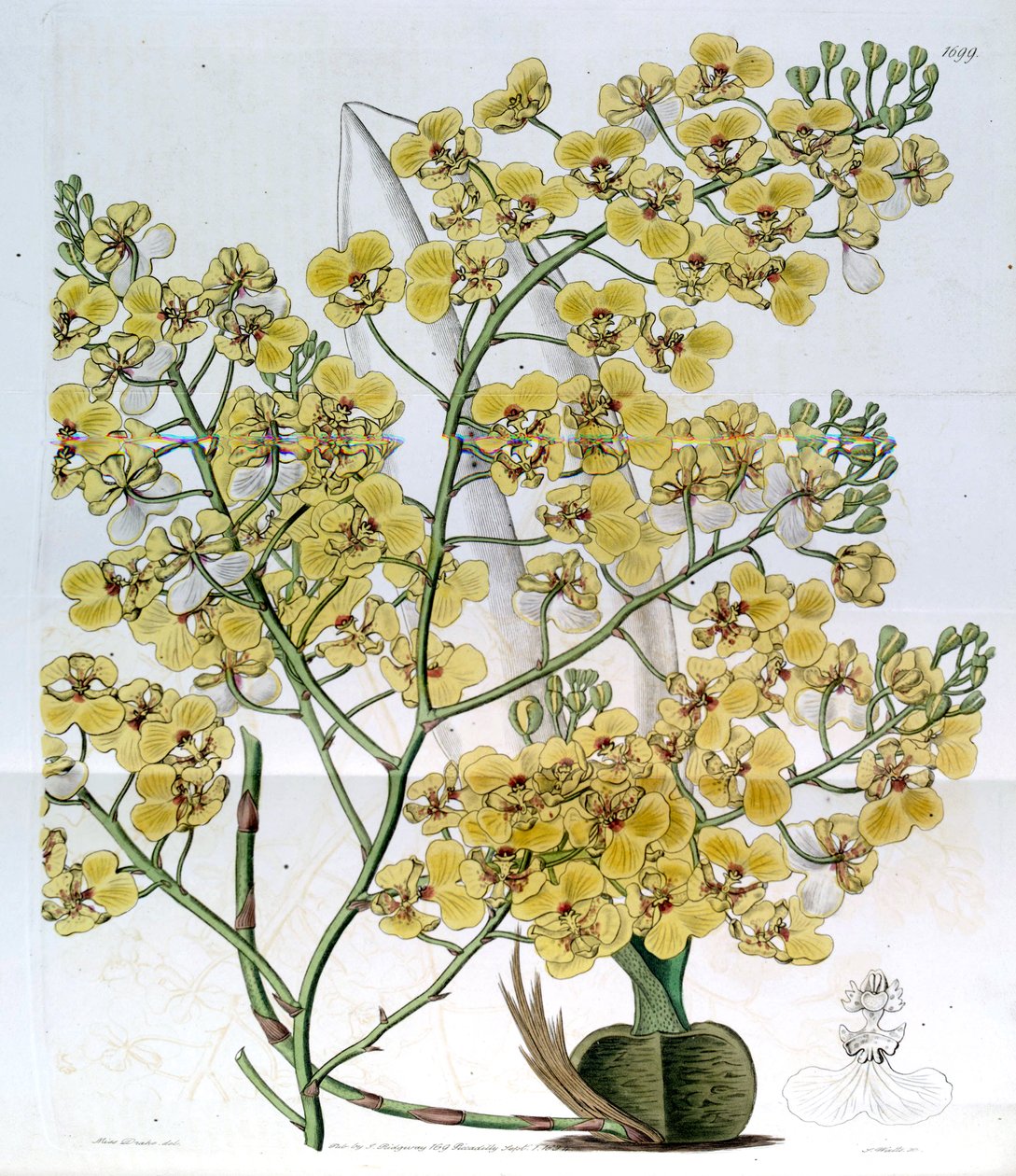 Chelyorchis ampliata (jako syn. Oncidium ampliatum) od Miss Drake