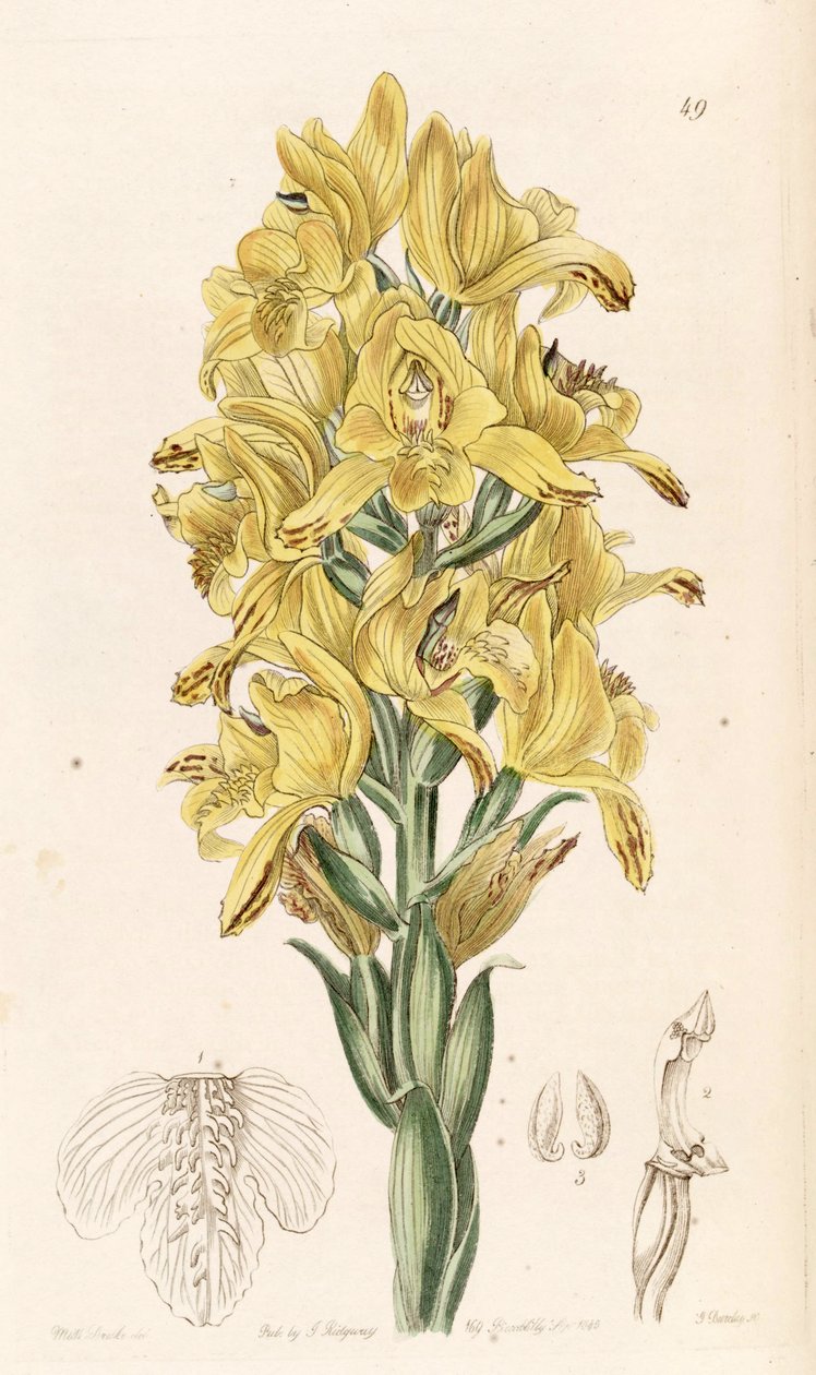 Chloraea piquichen (jako syn. Chloraea virescens) od Miss Drake