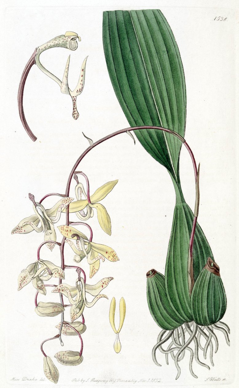 Cirrhaea loddigesii od Miss Drake