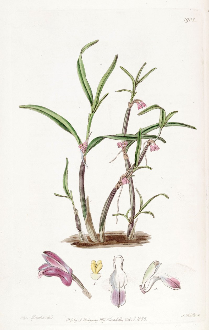 Cladobium graminifolium (jako syn. Scaphyglottis violacea) od Miss Drake