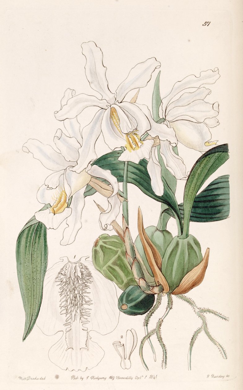 Coelogyne cristata od Miss Drake