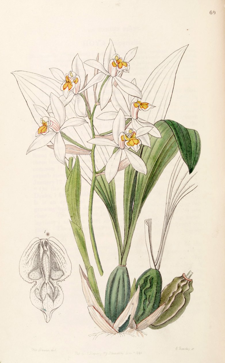 Coelogyne nitida (jako syn. Coelogyne ochracea) od Miss Drake