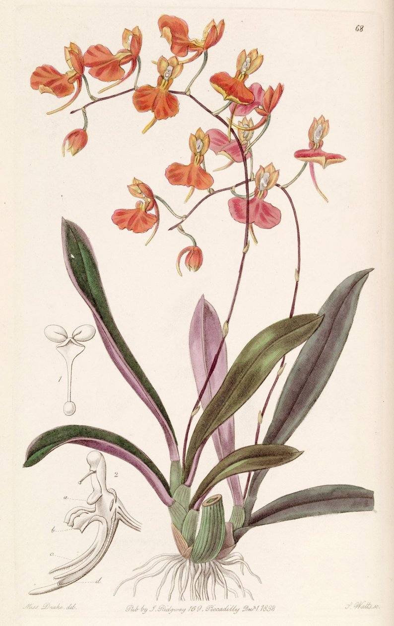 Comparettia coccinea od Miss Drake
