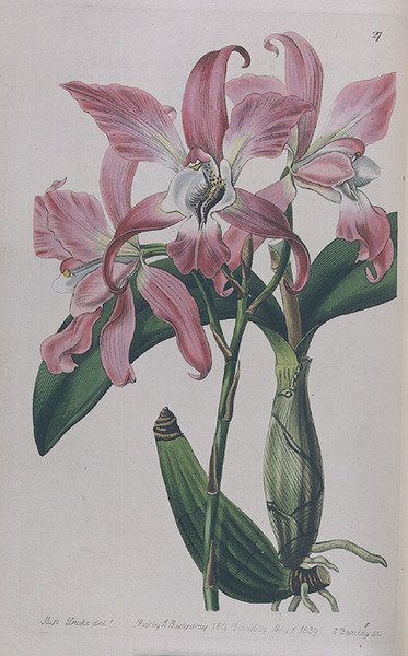 Coryanthes Macrantha vydal I. Ridgway, 1839 od Miss Drake