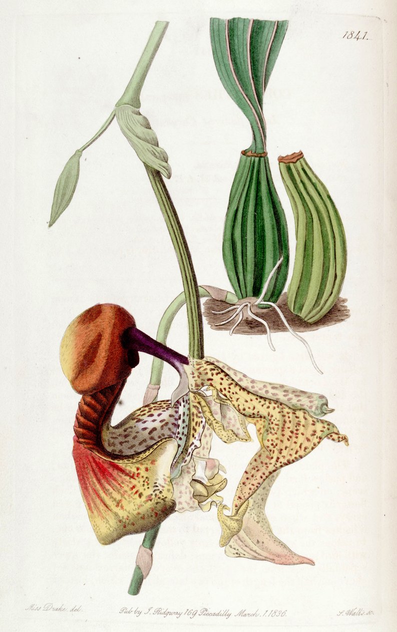 Coryanthes macrantha od Miss Drake