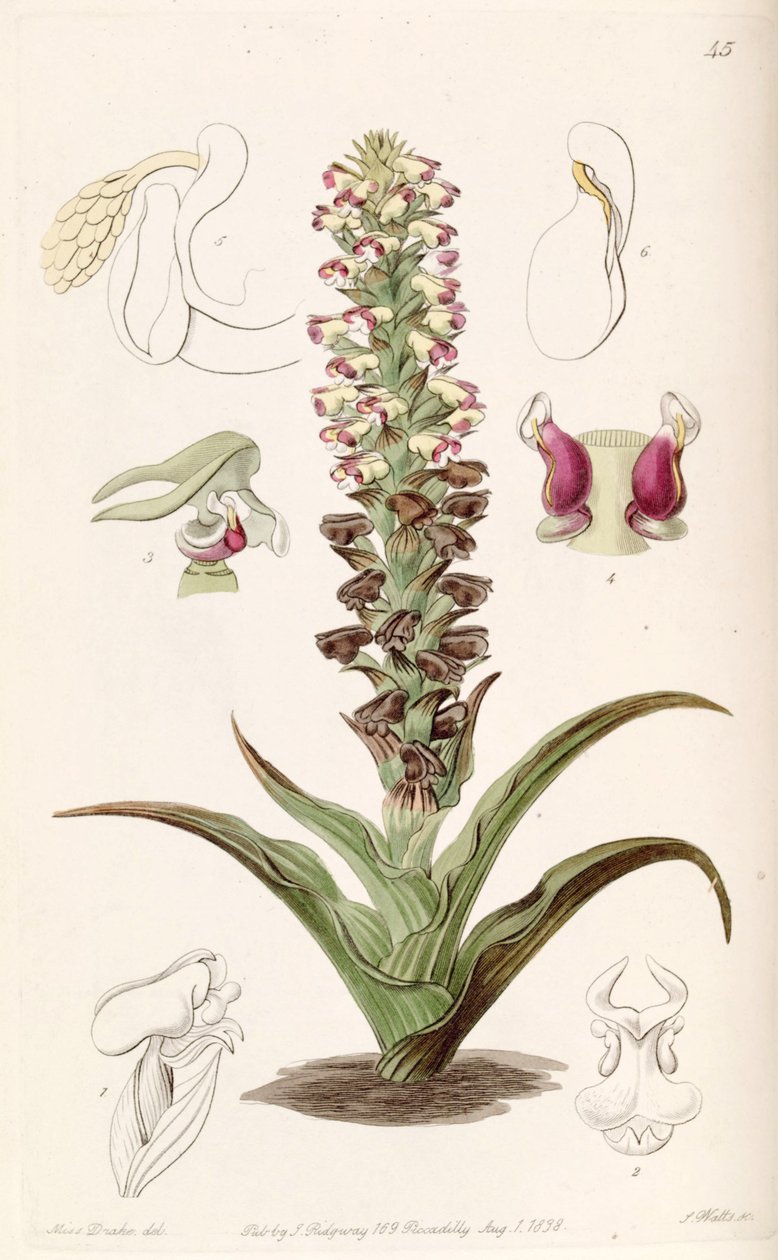 Corycium orobanchoides od Miss Drake
