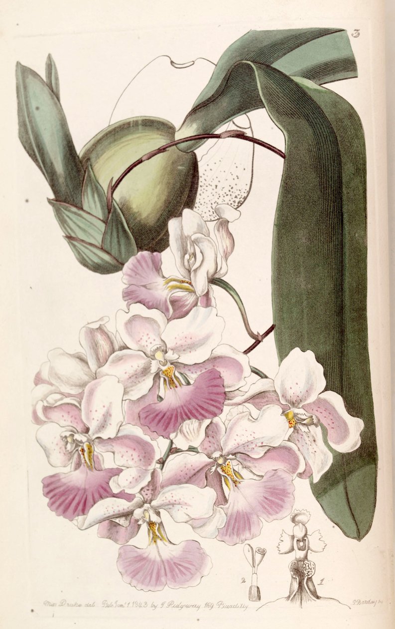 Cuitlauzina pendula (jako syn. Odontoglossum citrosmum) od Miss Drake