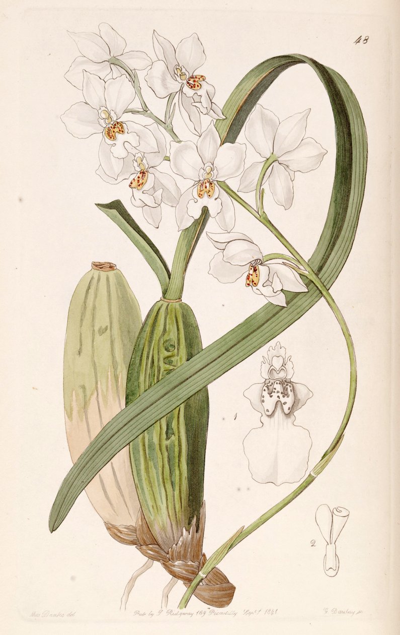 Cuitlauzina pulchella nebo Odontoglossum pulchellum nebo Osmoglossum pulchellum od Miss Drake