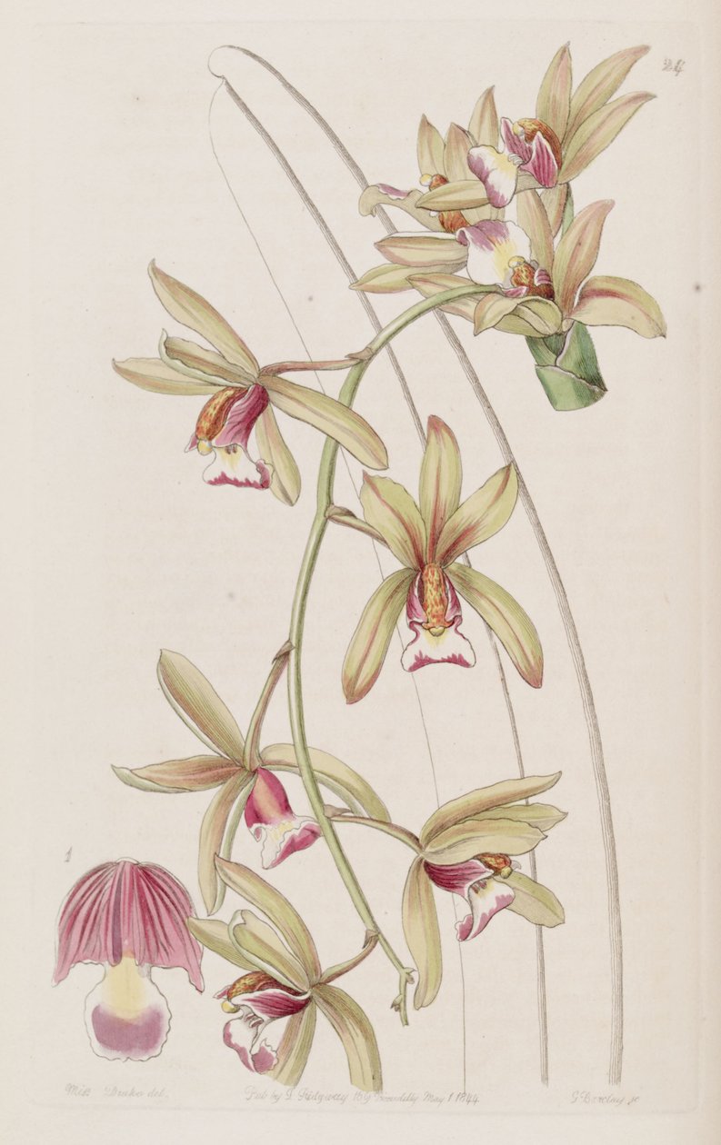 Cymbidium aloifolium (jako syn. Cymbidium pendulum var. Brevilabre) od Miss Drake