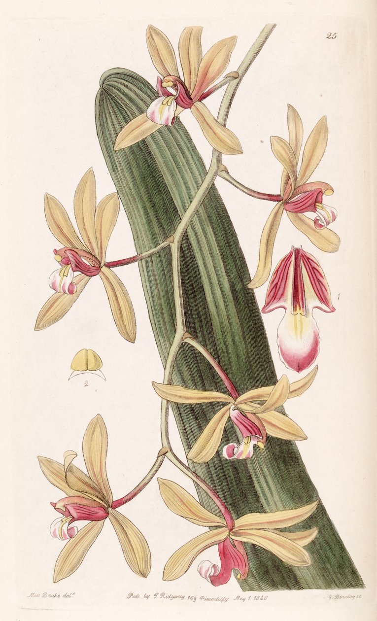 Cymbidium aloifolium (jako syn. Cymbidium pendulum) od Miss Drake