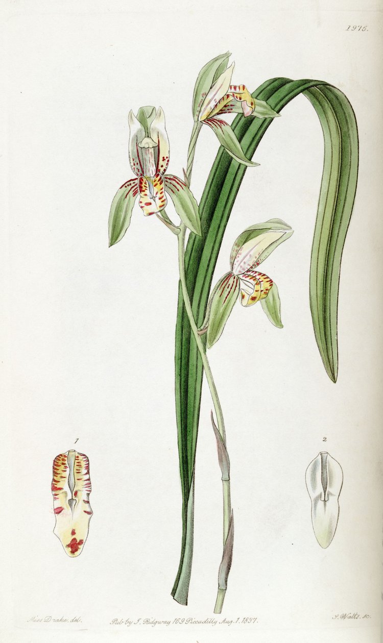 Cymbidium ensifolium (jako syn. Cymbidium ensifolium var. Estriatum) od Miss Drake
