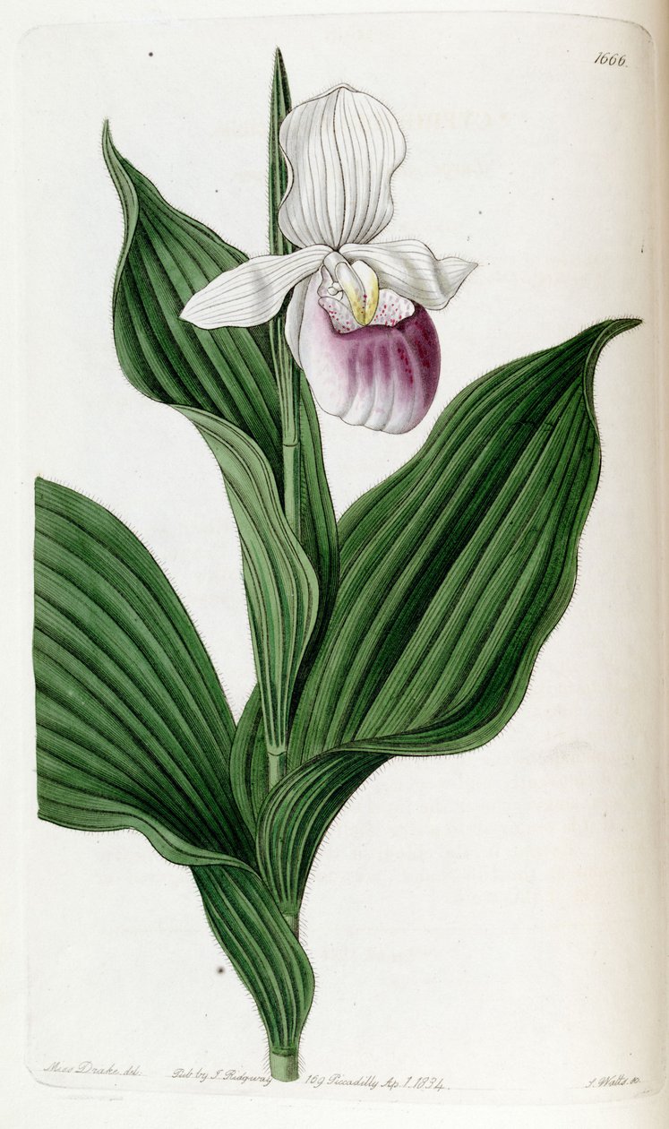 Cypripedium princezna (jako syn. Cypripedium spectabile) od Miss Drake