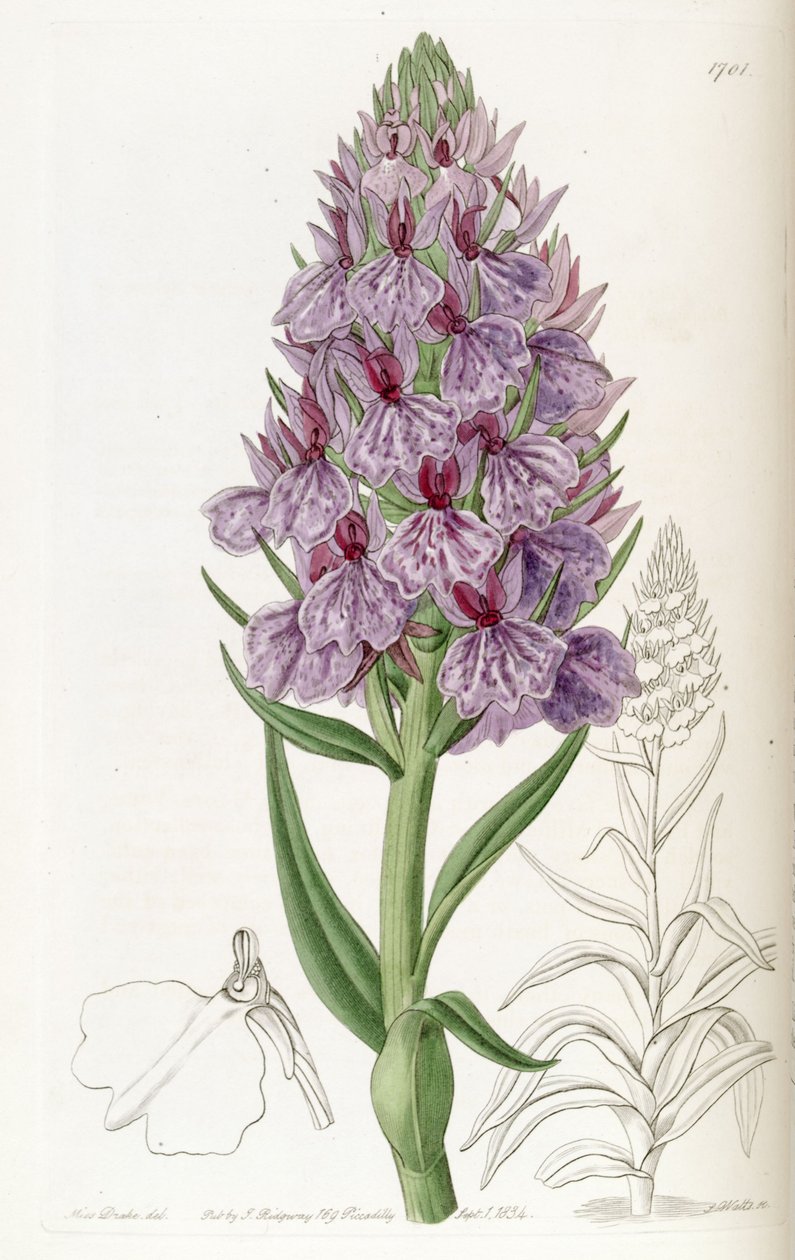 Dactylorhiza foliosa (jako syn. Orchis foliosa) od Miss Drake