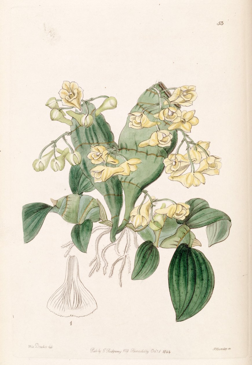 Dendrobium compressum od Miss Drake