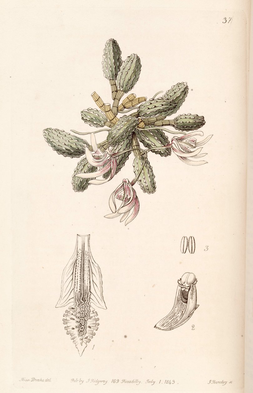 Dendrobium cucumerinum nebo Dockrillia cucumerina od Miss Drake