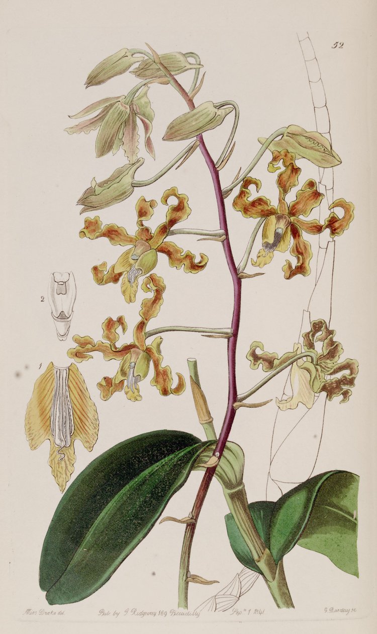 Odbarvení dendrobium od Miss Drake