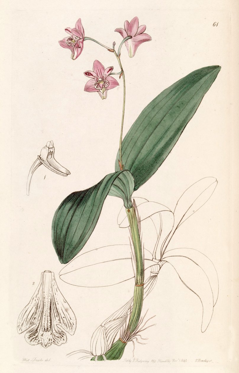 Dendrobium kingianum od Miss Drake