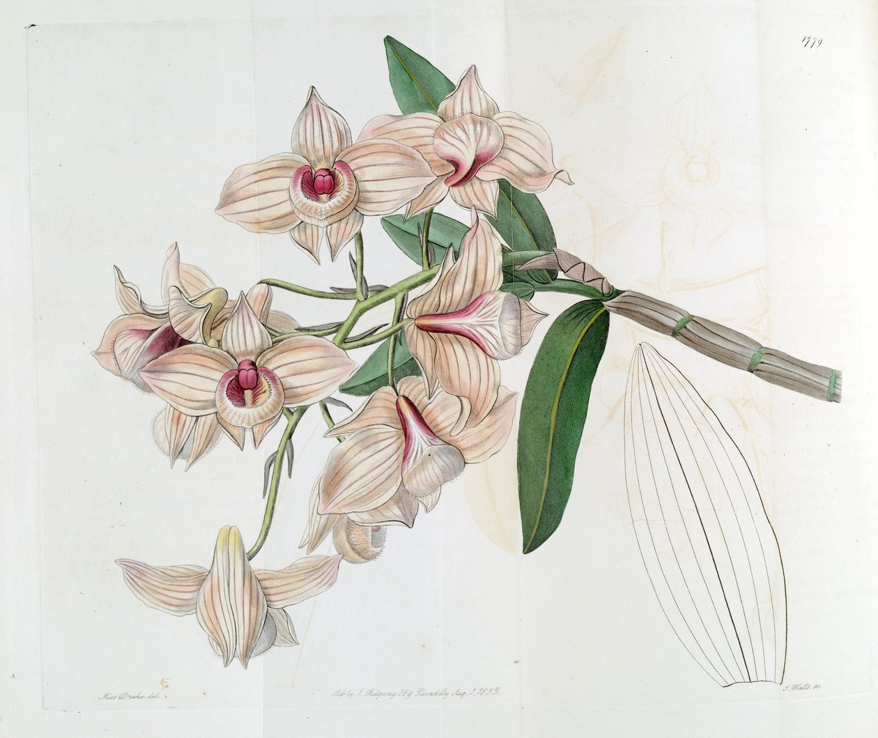 Dendrobium moschatum (jako syn. Dendrobium cupreum) od Miss Drake