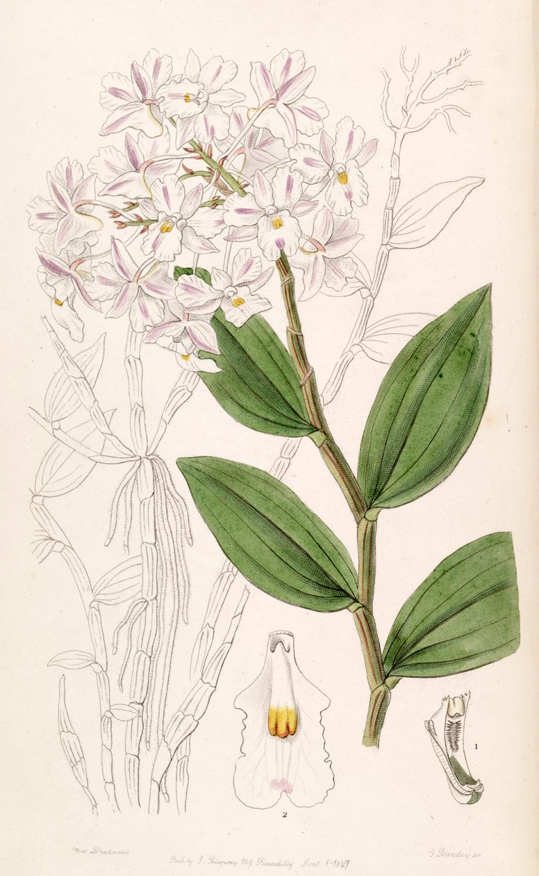 Dendrobium mutabile (jako syn. Dendrobium triadenium) od Miss Drake