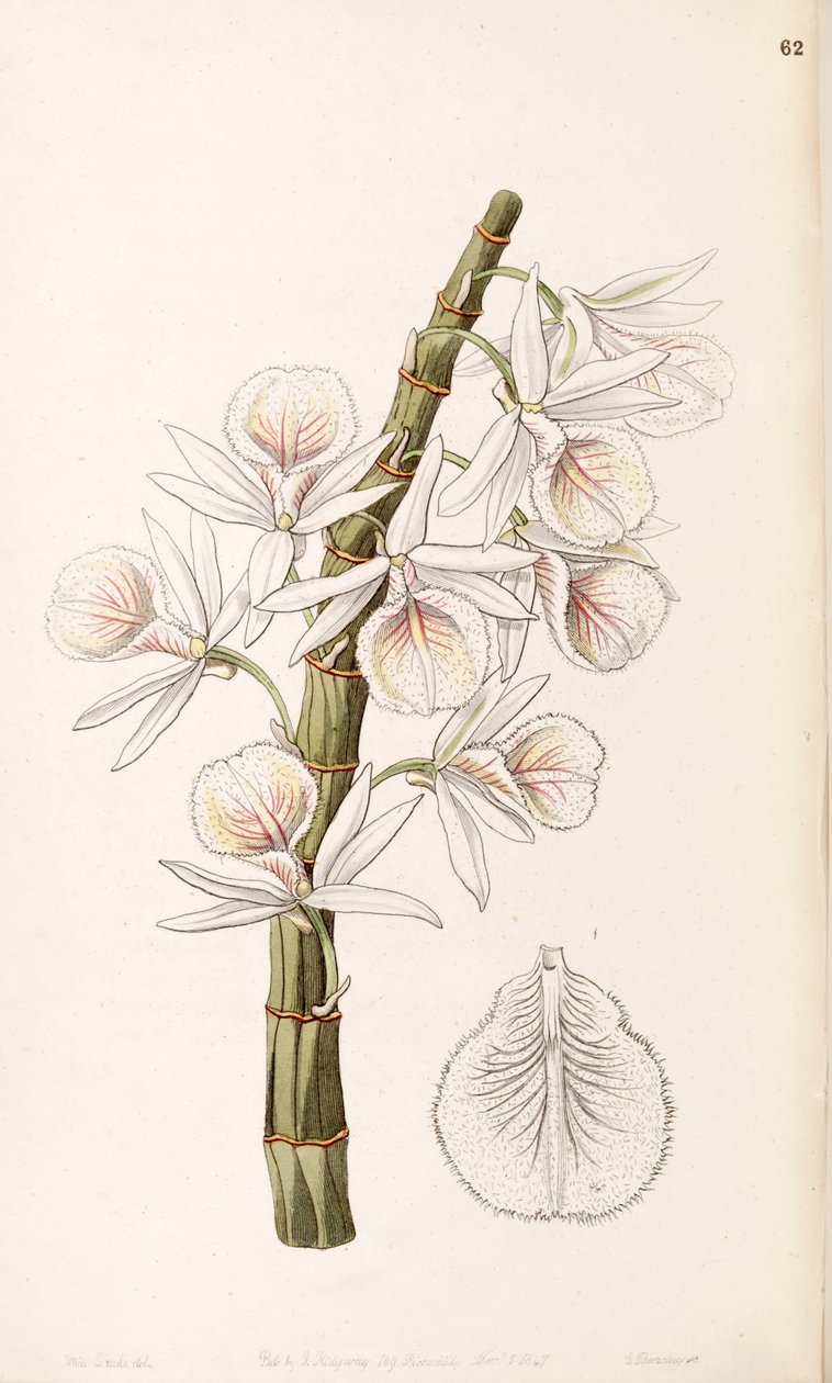 Dendrobium polyanthum (jako syn. Dendrobium cretaceum) od Miss Drake