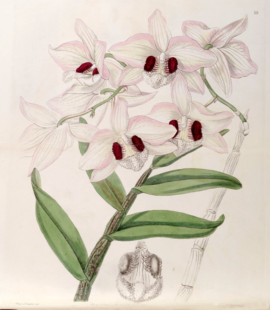 Dendrobium pulchellum (jako syn. Dendrobium dalhousieanum) od Miss Drake