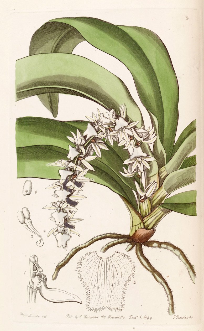 Diaphananthe pellucida (jako syn. Angraecum pellucidum) od Miss Drake