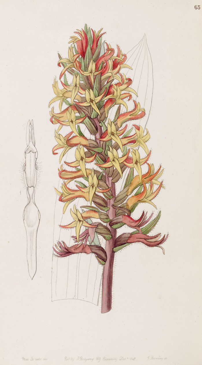 Dichromanthus cinnabarinus (jako syn. Stenorrhynchos cinnabarinum, hláskoval Lindley jako Stenorhynchus cinnabarinus)) od Miss Drake