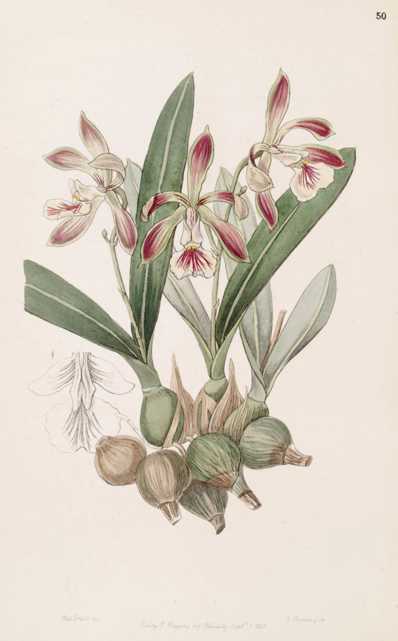 Encyclia pyriformis (jako syn. Epidendrum pyriforme) od Miss Drake