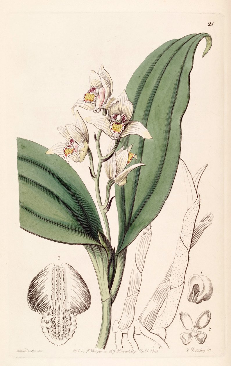 Eria coronaria (jako syn. Trichosma suavis) od Miss Drake