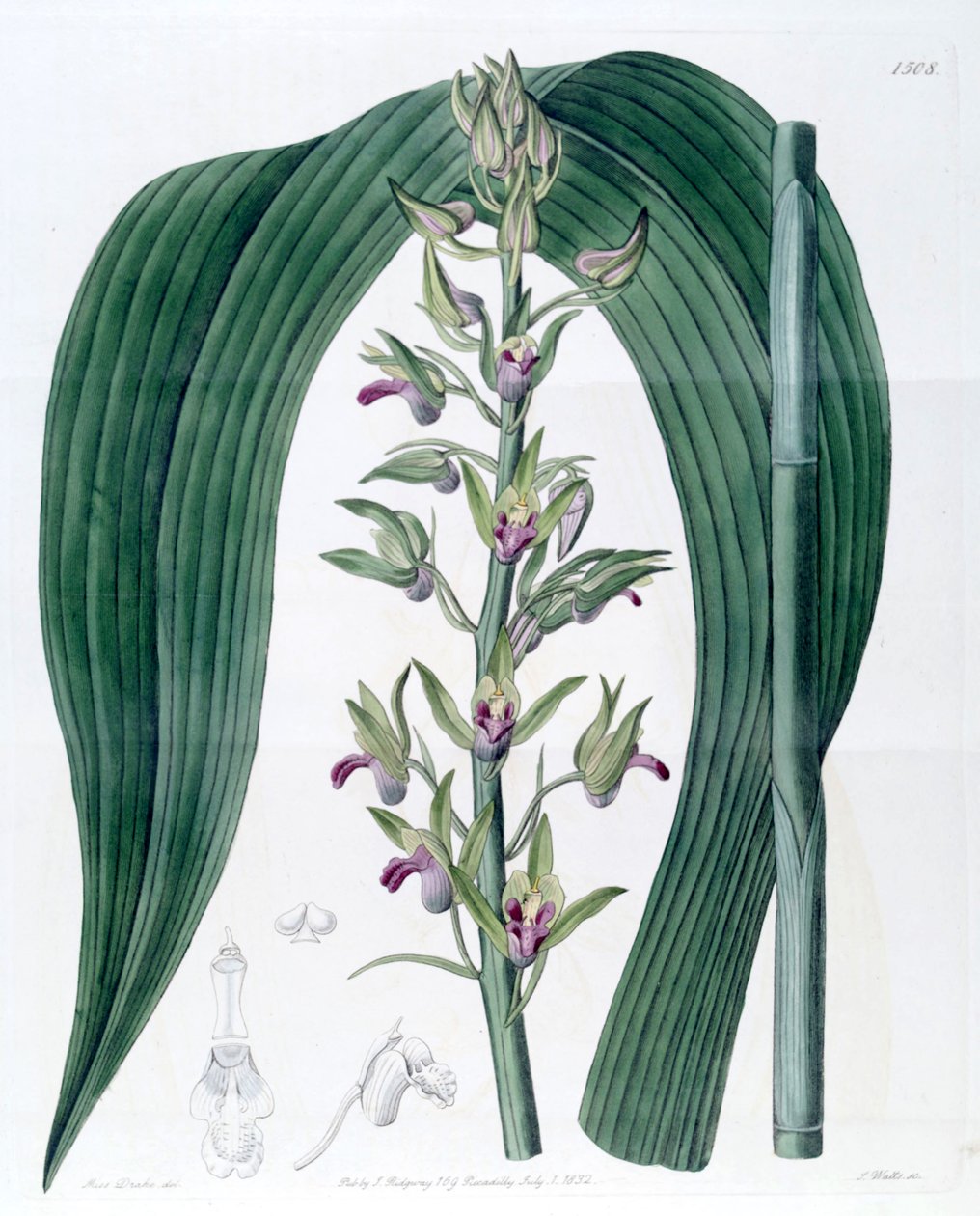 Eulophia alta (jako syn. Cyrtopodium woodfordii) od Miss Drake
