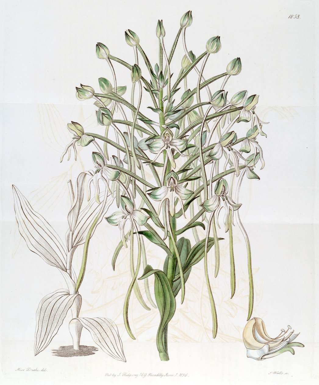 Habenaria procera od Miss Drake