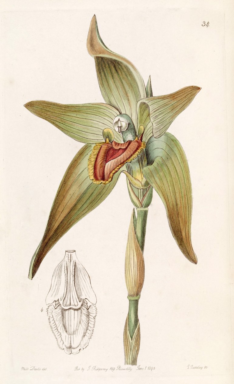 Ida gigantea nebo Sudamerlycaste gigantea (jako syn. Lycaste gigantea) od Miss Drake