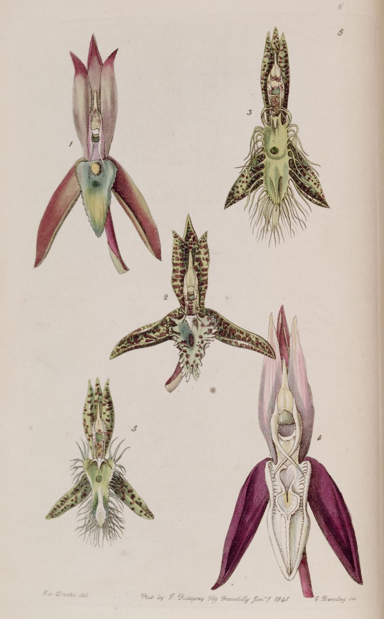 Ilustrace I. Catasetum callosum II. Catasetum cristatum (jako syn. Catasetum cornutum) III. Catasetum barbatum IV. Catasetum laminatum V. Catasetum lanciferum od Miss Drake