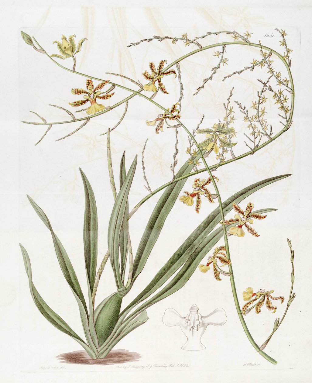 Ilustrace Oncidium altissimum (Jacq.) Sw.
  (Tato kresba NENÍ Oncidium baueri, viz disambiguační stránka Oncidium altissimum)) od Miss Drake