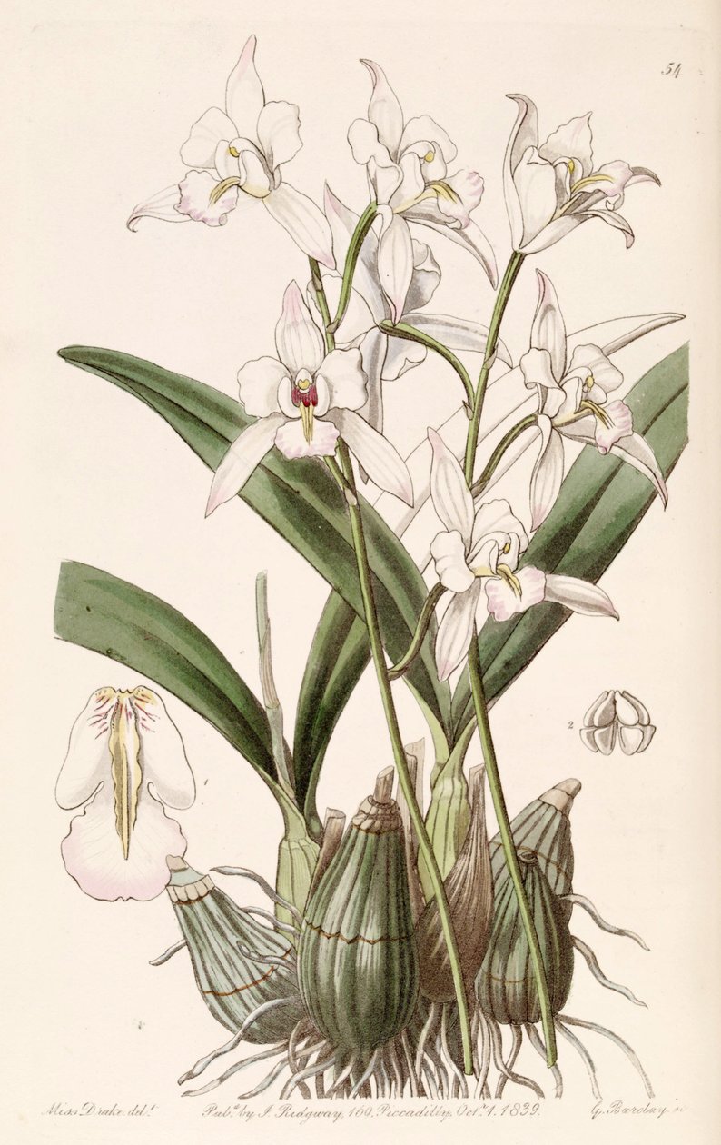 Laelia albida od Miss Drake