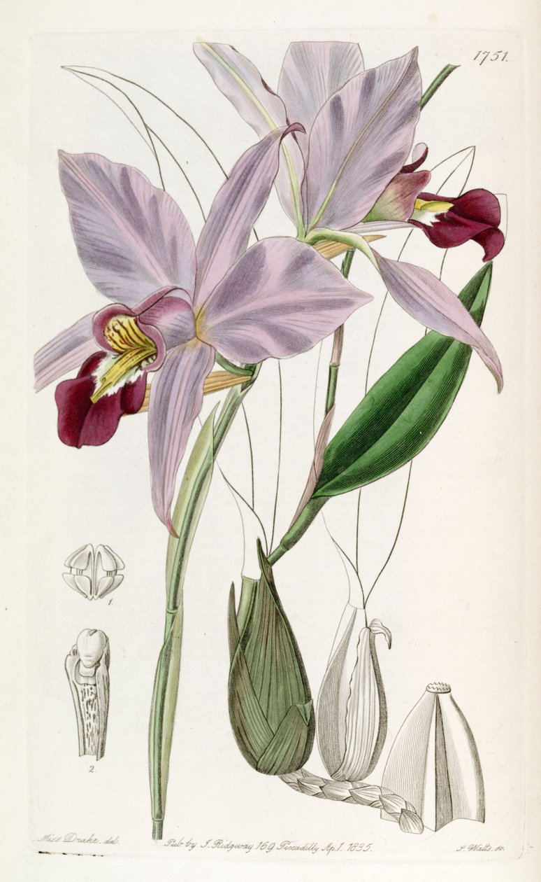 Laelia pochybná od Miss Drake