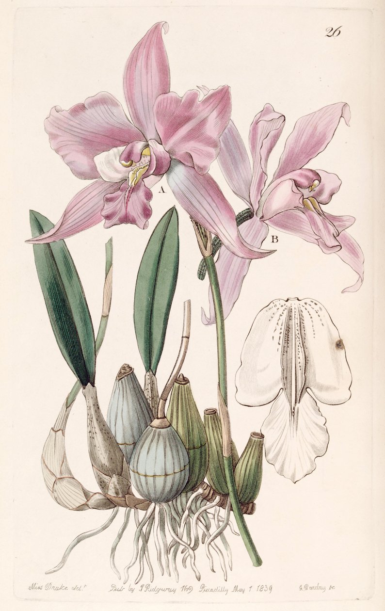 Laelia furfuracea od Miss Drake