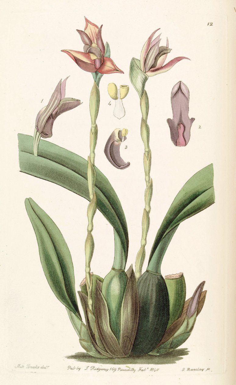 Maxillaria cucullata od Miss Drake